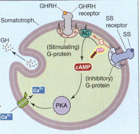 (GH szekréció ) T3, T4 Somatostatin Növekedési hormon máj GHRH