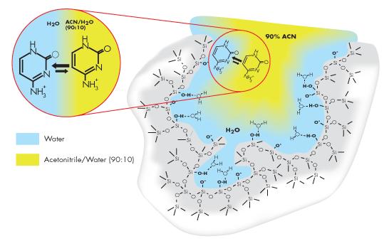 HILIC (Hydrophilic Interaction Chromatography) Állófázis: poláris (szilkagél vagy polárisan módosított szilikagél