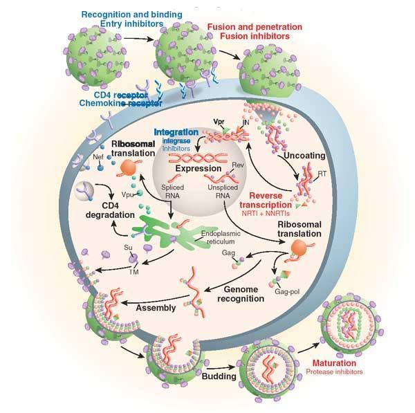 A HIV fertőzés folyamata A beavatkozás lehetősége highly