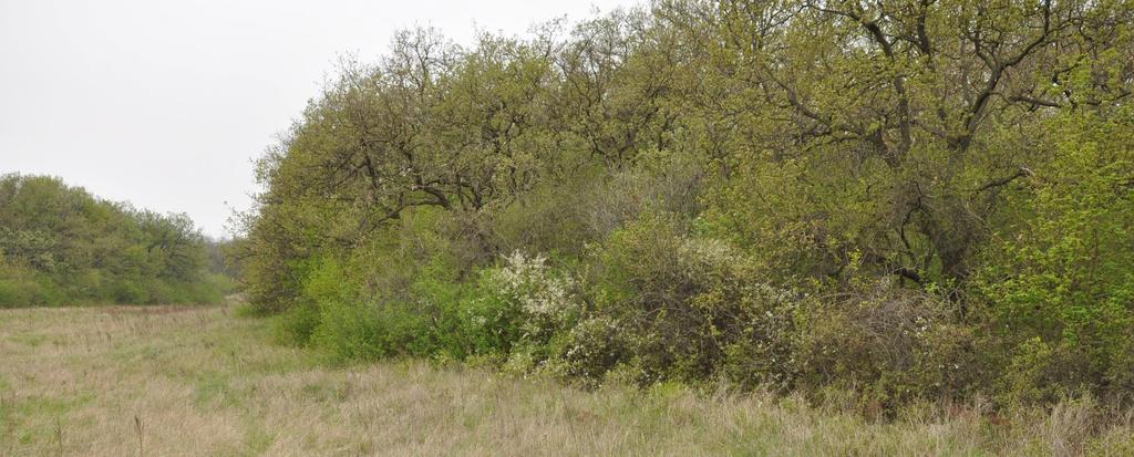 A természetesség növelése táji léptékben erdőszegély kímélete, kialakítása A szegélyesedés spontán folyamat, amit az erdőtömbök belsejének védelme érdekében mindig kímélni kell, de mesterséges