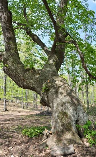 A természetesség növelése állomány léptékben A természetes erdő tartozékai a különleges alakú fák (pl.