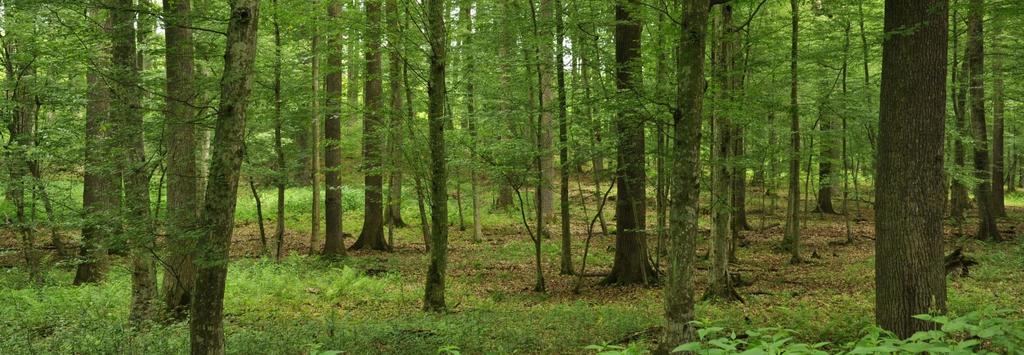 A természetesség növelése állomány léptékben többszintűség A vágásos erdőgazdálkodás következtében kialakult ún.