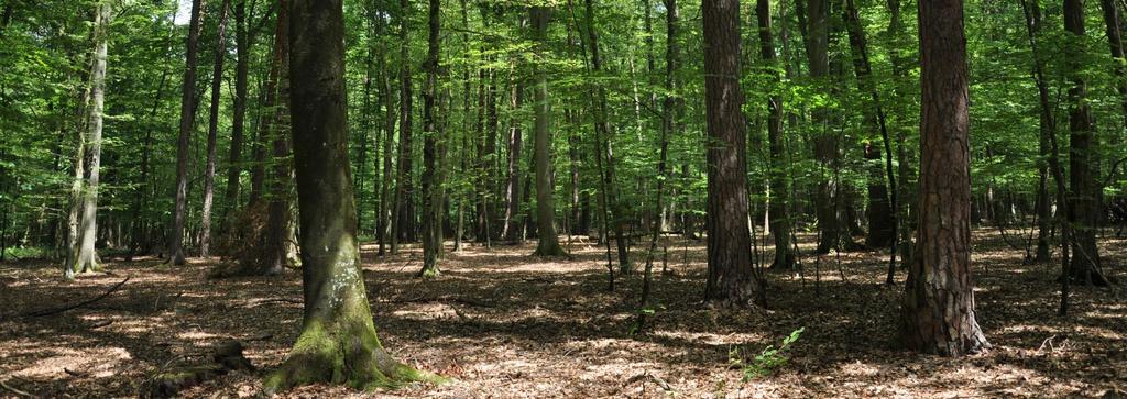 Természetközeli erdőgazdálkodással vagy természetvédelmi erdőkezeléssel érintett természeti területek védett természeti területek erdei A védett természeti területek jogszabályban kihirdetésre