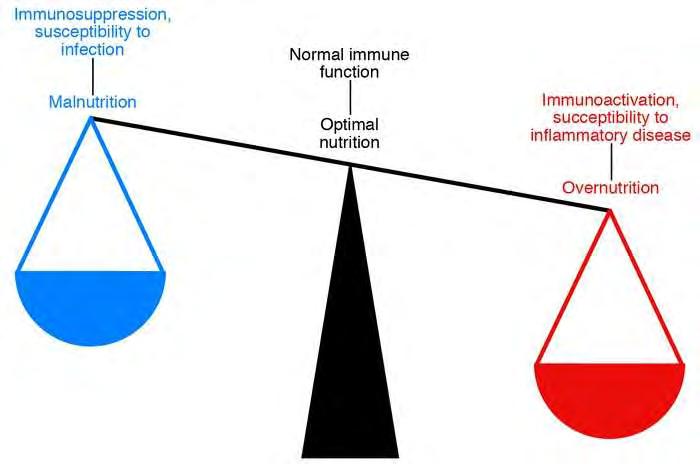 Epigenetikai hatás táplálkozás Immunoszuppresszió, fertőzéshajlam Alultápláltság Normál