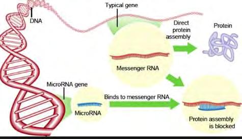 Az epigenetikai szabályozás molekuláris alapjai Nem