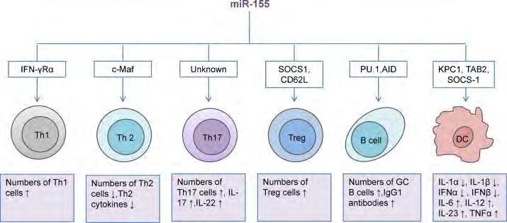 Role of mir-155 in immune cell function