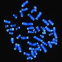 Telomere Non-coding repeated sequence