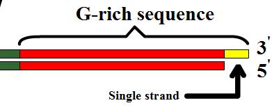 cerevisiae (TG) 1-6 TG 2-3