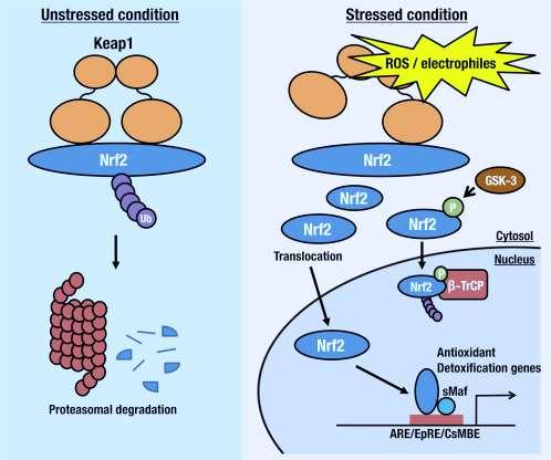 Keap1 Nrf2 ANTIOXIDÁNS VÁLASZELEM SZABÁLYOZÁSI ÚTVONAL Suzuki, M. et al. (2016): Curr. Opin.