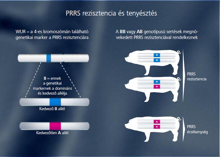 3. Jog a fájdalom, sérülés és betegség nélküli élethez A PRRS a sertéságazat legköltségesebb betegsége A termelés minden fázisában jelen van Immunszupresszív hatású Génszerkesztés (EU