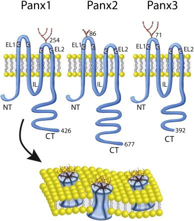 Pannexin fehérjék: Hemicsatornák és azt moduláló egységek. Három típus: Panx1, Panx2 és Panx3 25-33%-os homológia a gerinctelenek innexin molekuláival, nincs homológia a connexinekkel.