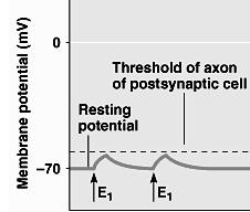 Posztszinaptikus válaszok lehetnek depolarizálók E: EPSP: serkentő posztszinaptikus potenciál vagy hiperpolarizálók I: IPSP: gátló