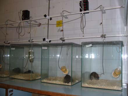 Electrophysiological recordings: In order to habituate the animals to the recording conditions, the rats were connected to the recording cables, and received intraperitonial (i.p.) injections of physiological saline for at least 3 days before the experiments.