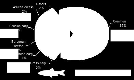 Domestic products are sold in fresh forms, imported products in processed forms such as, canned fish, frozen and oven-ready, frozen filet, pickled, smoked, etc.