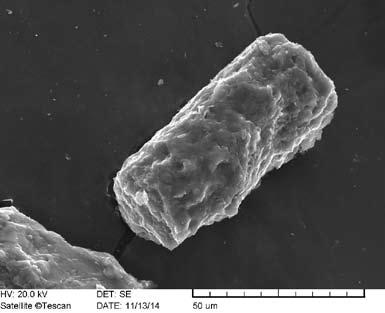 104 Obbágy Gabriella Ugyanezen IST-66a minta 63 µm alatti szemcseméretének tanulmányozásával megállapítható, hogy a két szemcseméret nehézásványai között nincs