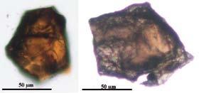 A terra rossa (balra) és a flis (jobbra) rutil polarizációs mikroszkópi képe IST-7a N 63-125 IST-14a N 63-125 IST-48 N 63-125 IST-49/5N 63-125 IST-66a N 63-125 opak 71 33,6% 64 32,5% 33 24,3% 12
