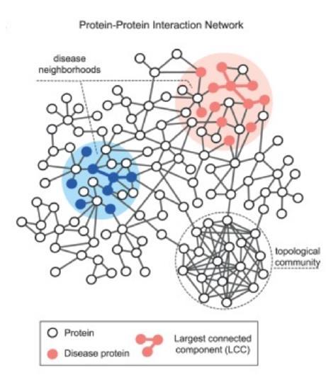 Biológiai hálózatok Fehérje-fehérje interakciós hálózatok (PPI, PIN) építése fizikai fehérjekötődési adatok alapján történik (rendszerint nagy áteresztőképességű eszközök felhasználásával) Elsődleges