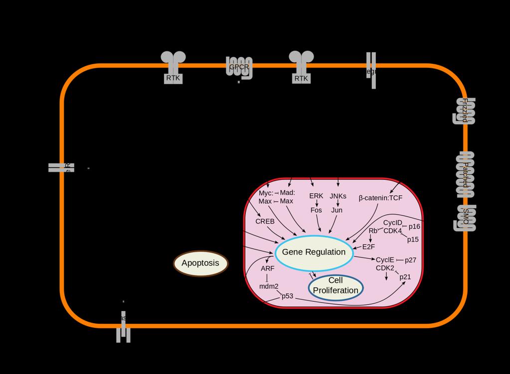 Biológiai hálózatok Szignál transzdukciós hálózatok Alkalmazási terület: szignálok