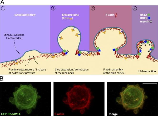 Hólyagosodás (blebbing) - belső kontrak7lis erők kiegyenlítetlensége: Az akgn cortex membrán kölcsönhatások lokális felbomlása Fackler and Grosse J Cell Biol.