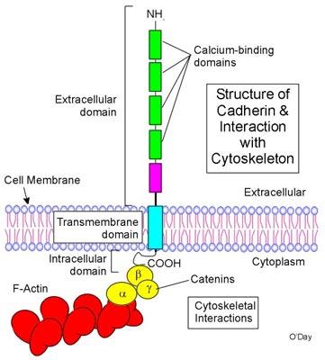 CDH1 - E-cadherin (epithelial) CDH2 - N-cadherin (neural) CDH12 - cadherin 12, type 2 (N-cadherin 2) CDH3 - P-cadherin (placental) CDH4 - R-cadherin (retinal) CDH5 - VE-cadherin (vascular