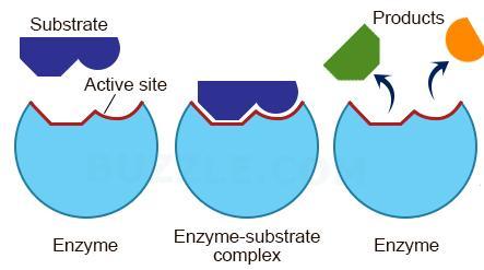 Literature overview substrates. The part of an enzyme actually participating in a chemical reaction is called the binding site or the active centre.