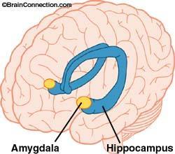 Hippocampus-lézió és kondicionálás Pislogás kondicionálása amnéziás személyeknél (e.g. Weiskrantz & Warrington 1979), habár a találkozóra később nem emlékeztek.