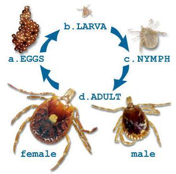 vdþcivit degá (Ticks) vdþcivitrbs;degámandmnak;kalcaercin ³ ducca Bg kundegá nig degáebjv½y kundegámanecig 6 ÉdEgáeBj v½ymanecig 8 degájirs;enaelistv ehiybwtqamcacmni EdleFVI[va rige)a:gfm 200 dg