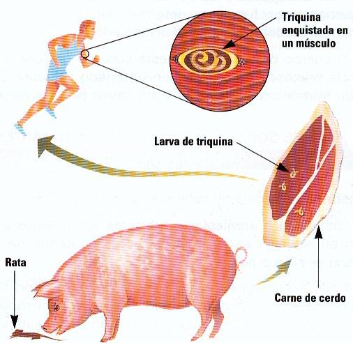 RBUnRCUk (Worms in pig) 3- RBUnkñúgsac;dMu (Muscle Worms: Trichinella) vdþcivit RBUnjIrs;enAkñúgeBaHevon ehiybegáitcakundgáúvca ercin kundgá ÚvTaMgenaHecj BIeBaHevoncUleTAkñúg Qam