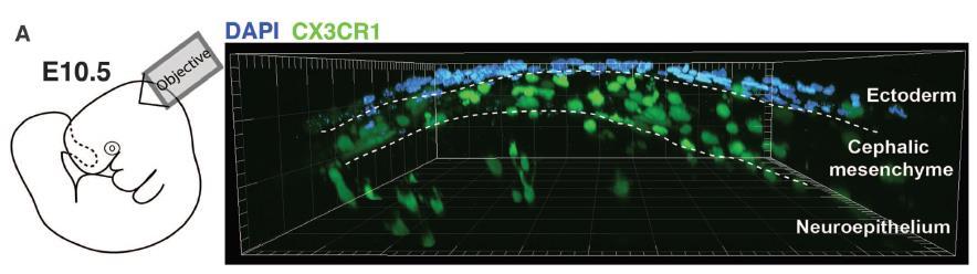 CX3CR1(fractalkine) GFP+ knock in egér