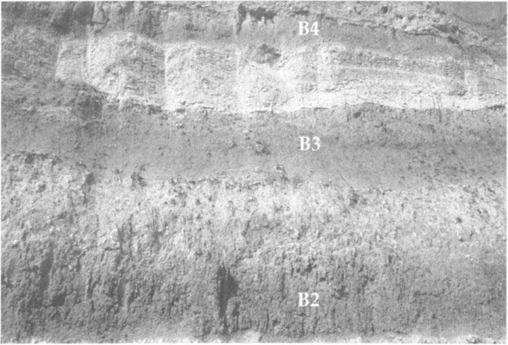 between the palaeosols with the 0-5-20 cm diameter