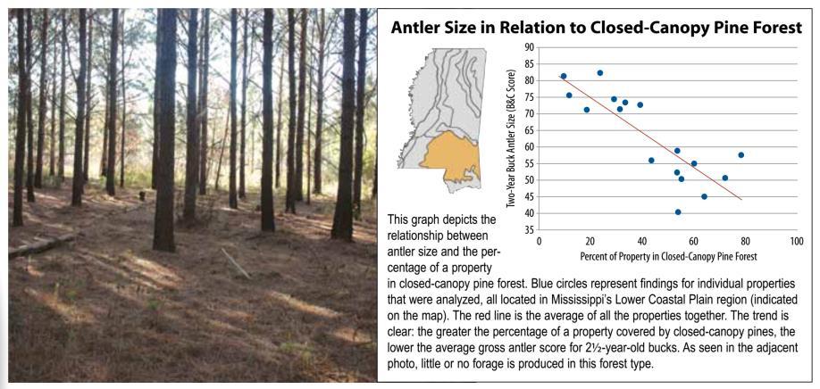 Élőhely-kezelés hatása a patás állományok minőségére Strickland, B. K, and S. Demarais. 2008. Influence of landscape composition and structure on antler size of white-tailed deer.