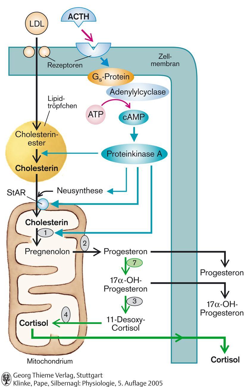 ACTH hatása a kortizol szintézisére StAR: szteroidogenezist akutan