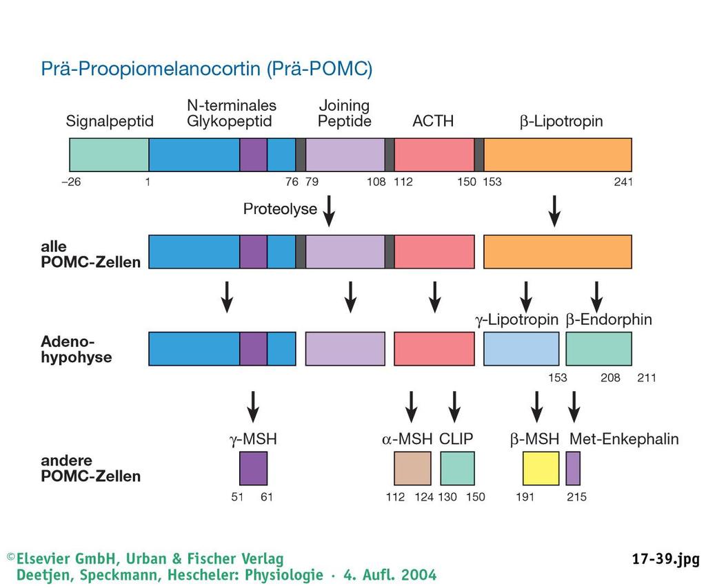 Adenohypophysis hormonjai Pre-pro-opiomelanokortin (POMC) szignál peptid N-terminális peptid β-lipotropin összes POMC sejt Adenohypophysis γ-lipotropin β-endorphin egyéb POMC sejtek (MVV, gonád,
