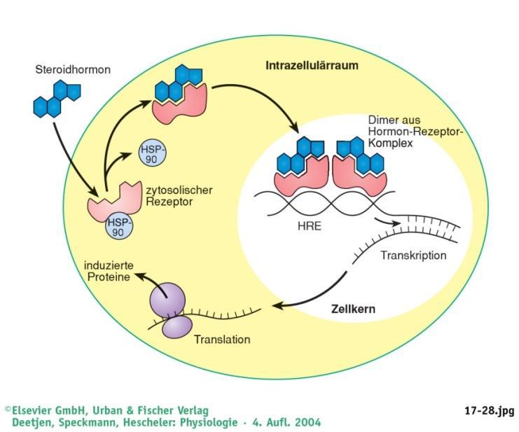 Hormontranszport Aldoszteron Szabad: 40% Fehérjéhez kötött: -Albumin 40% -CBG 20% CBG: Corticosteroid-binding globulin (Transcortin)