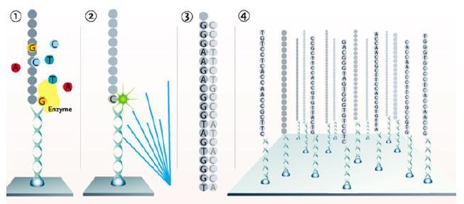Next Generation Sequencing Technologies (1) A modified nucleotide is added to the complementary DNA strand by a DNA polymerase enzyme.
