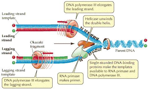 DNA