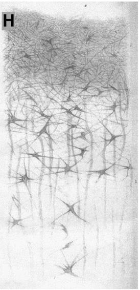 az csillag alakú sejtek (később asztrociták) sejtes hálózatot alkotnak 1809-1885,