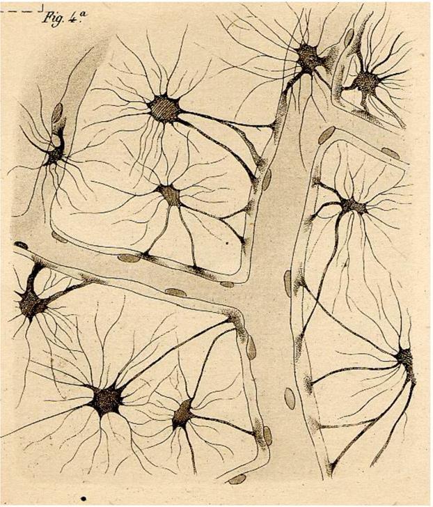 1843 1926, Italian physician, pathologist, scientist, and Nobel laureate (Nobel prize: from 1895) Golgi már 1871-ben felismerte, hogy a gliasejtek az idegsejtektől eltérő sejtes