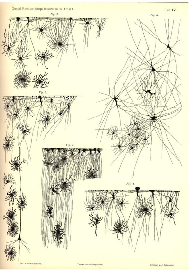 ezüst-kromát technikával (Retzius, 1894).