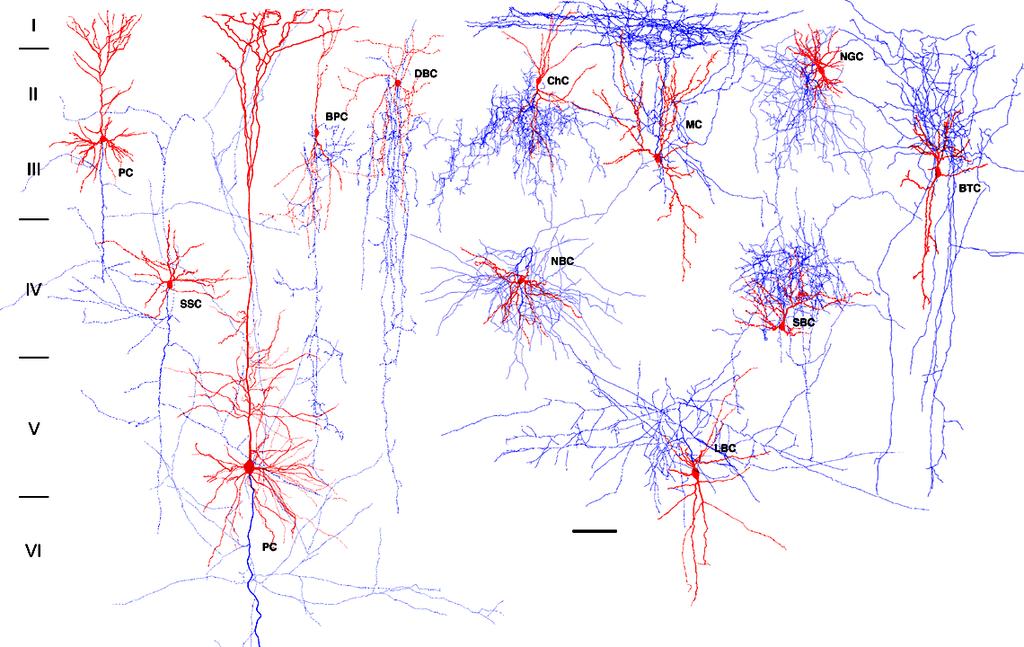 PC=pyramidal cell; SSC=spiny stellate cell; LBC=large basket cell; SBC=small basket cell; NBC=nest