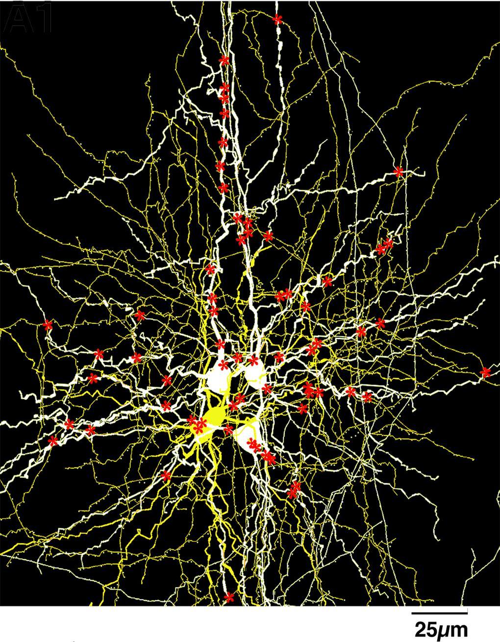 A Synaptic Innervation Patters to Determine Precise 3D Location of all synapses #synapses LBC PC 15 Axonal Patterns Dendritic
