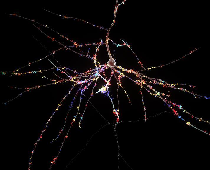 Visualizing Synaptic Maps onto Neocortical Neurons