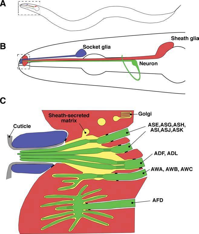 elegans glia Amphid: fő kemoszenzoros szerv a nematodákban (kutikula beidegzett