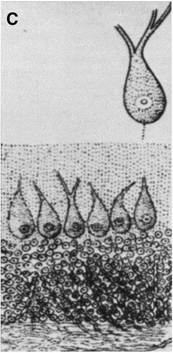 microscopist, 1837, Johann Evangelista Purkinje a kisagyat