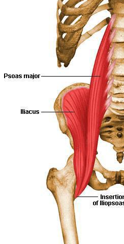 M. iliopsoas Működése: - rögzített medencénél csípőízületet hajlítja, és kifelé