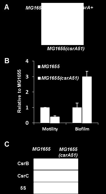 Figure S1. Phenotypic characterization of the MG1655(csrA51) mutant strain. (A) Glycogen staining assay in the MG1655, MG1655(csrA51) and csra+ strains.