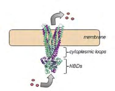 A metorexátot a folát karrier juttatja a sejtekbe, az ABC transzporter család MRP proteinjei ATP felhasználásával folyamatosan távolítják el a sejtből Slot AJ, Molinski SV, Cole SPC: Mammalian