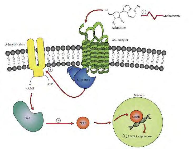 A metotrexát révén fokmozottan termelődő adenozin az adenozin receptorokon keresztül közvetve aktiválja az ABC1 transzportert, amely eltávolítja a koleszterint az M2