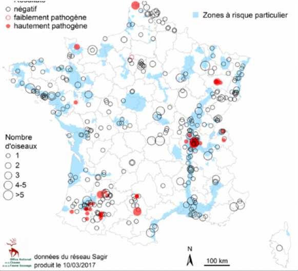 Vadmadarak: kulcs szereplők H5N8