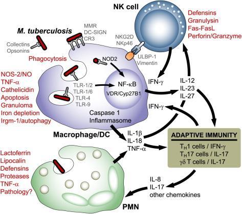 Korbel,Microbes Infect,2008 A veleszületett immunválasz szerepe TBC-ben - M.Tuberculosis kapcsolódik szolubilis és membrán-kötött Mf, DC és Neu receptorokhoz - NF-kB aktiváció, citokin szekr.